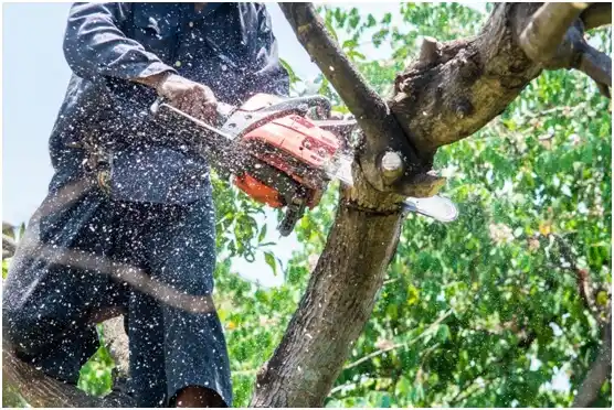 tree services Meadowbrook